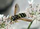 Bulla_20150809_79_1000.JPG