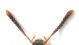 Bolitochara tecta 1 antenna.JPG