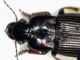 harpalus.jpg