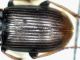 harpalus1.jpg