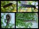 more_hummingbird_hawkmoth_caterpillars_by_altairsky-d92mz0x.jpg