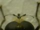 DSCN0451.JPG