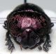 scarabeide-4.jpg