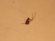 Unknown spider 01.JPG
