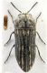 Acmaeodera 1.jpg