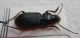 Carabidae 1.jpg