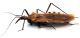 Comb1707_20zF8c.jpg