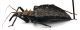 Comb1702_29zF8cr.jpg