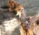 Mesosa nebulosa algerica_Ain Draham_maschio 025.jpg
