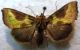 Diachrysia stenochrysis (Warren, 1913) - Noctuidae Plusiinae.JPG