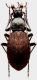 Oblachnaya - Carabus (Aulonocarabus) gossarei imanensis Lafer, 1989 - Kopie.jpg