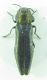 Buprestidae sp 7mm 13-08-2015 Hatila Vadisi,Artvin.jpg