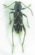 Cerambycidae sp 8mm 14-08-2015 Ordu Ev-2.jpg