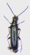 Dasytes iteratus M.jpg