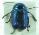 Chryptocephalus sp 7mm 13-08-2015 Hatila Vadisi,Artvin4.jpg