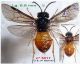 n° 5017 Monophadnus spinolae F - Images.jpg