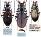 Carabus (Tribax) puschkini puschkini Adams, 1817 (2).JPG