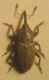 Tychius 004 A.jpg