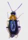 Ebaeus humilis Femm.jpg