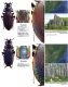 Carabus (Megodontus) vietinghoffi ssp. - Kopie (2).JPG