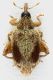 Curculionidae_Arce_4-IX-2015_5mm_grey.jpg
