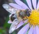 Fiori_di_Aster_con_ape_03.JPG