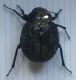 Pimelia sp. (Cadiz).jpg