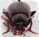 Odocnemis-osellai-female-front-WEB.jpg