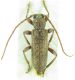 Cerambycidae sp 15mm 03-09-2015 Urla Ev.jpg