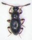Scydmaenidae_Euconnus_Poggio-Nativo_11-IV-2010.jpg