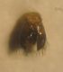 Hylaeus 001 A.jpg