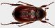 Amphimallon fuscum (Scopoli, 1786) - Kopie.JPG