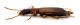 CombM1810_36zF3cr.jpg