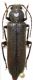 Arhopalus 1.jpg