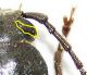 Arhopalus occhio.jpg