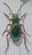 Carabus auratus %28Lux%29.jpg