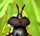 Chrysotoxum13 Aprile 2010 006 Visualizzazione Posta elettronica - Rapida.jpg