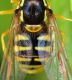 Chrysotoxum 13 Aprile 2010 007 Visualizzazione Posta elettronica - Rapida.jpg