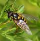 Chrysotoxum 13 Aprile 2010 008 Visualizzazione Posta elettronica - Rapida.jpg