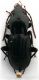 Pterostichus 2.jpg