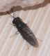 Unidentified winged black insect 01.JPG