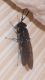Unidentified winged black insect 03.JPG