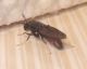 Unidentified winged black insect 05.JPG