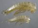 Atelura formicaria.jpg