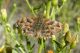 Hesperiidae da ID 06.jpg