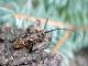 Monochamus sartor urussovi_03.JPG