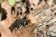 LameSesia_20150920_137_1000.jpg