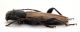 CombM1835_42zF5cr.jpg