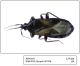 Xylocoris (2) 1024.jpg