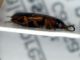 stenolophus2lato.jpg